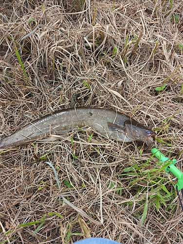 ナマズの釣果