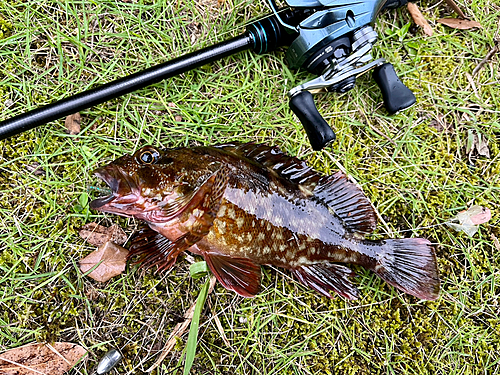 ガシラの釣果