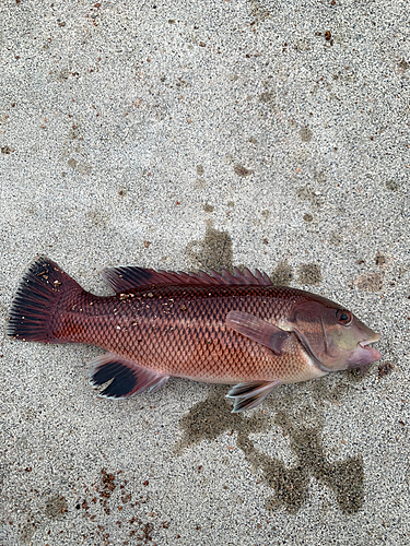 コブダイの釣果