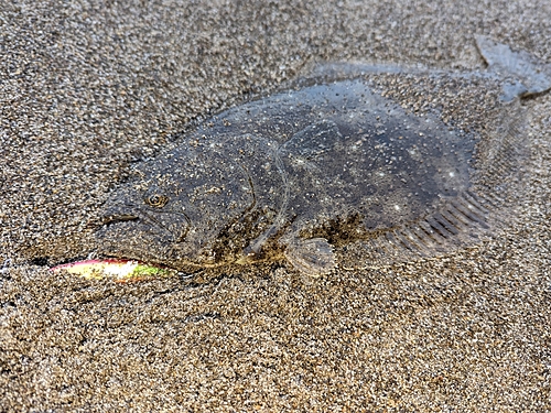 ヒラメの釣果