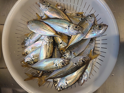 アジの釣果