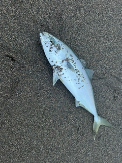 イナダの釣果