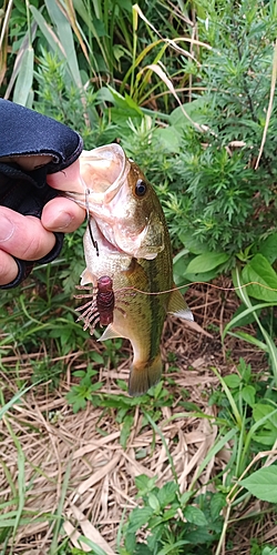 ラージマウスバスの釣果