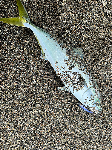 イナダの釣果