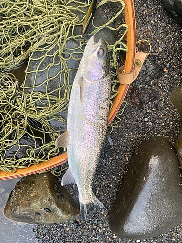 ニジマスの釣果