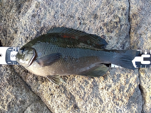 クチブトグレの釣果