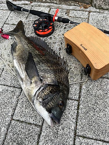 チヌの釣果