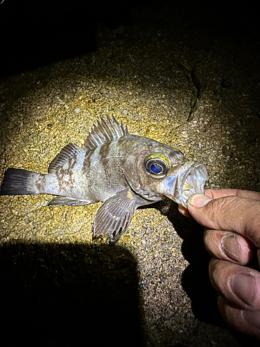 シロメバルの釣果