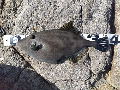 ウマヅラハギの釣果