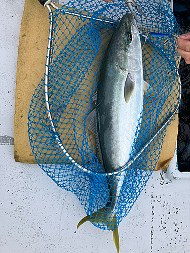 ハマチの釣果