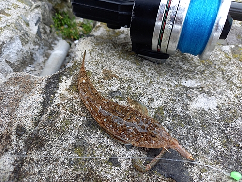 ネズミゴチの釣果