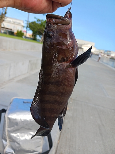 ヤミハタの釣果