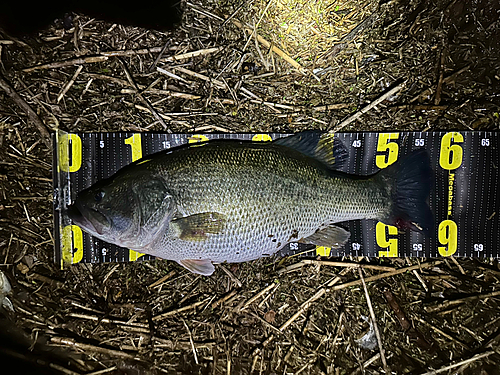 ブラックバスの釣果