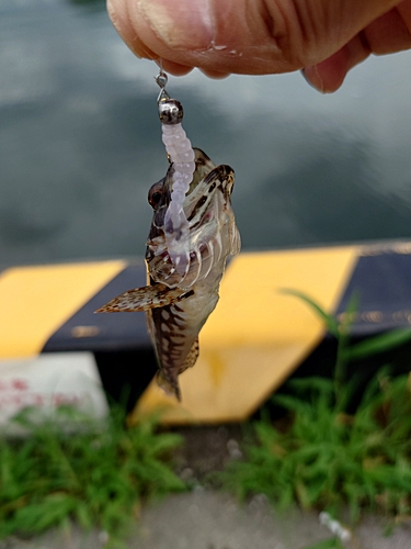 ハゼの釣果