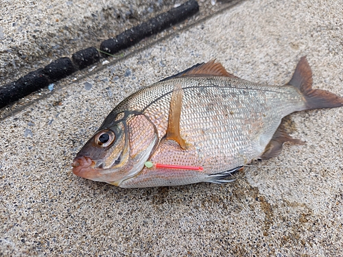 ウミタナゴの釣果