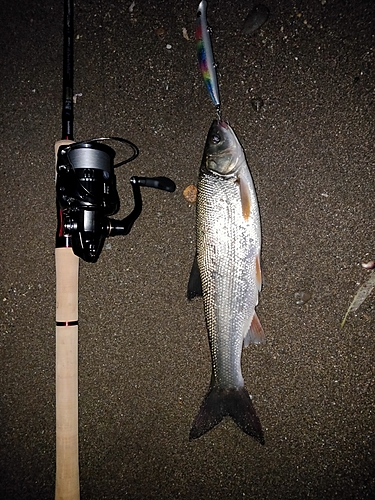 ウグイの釣果