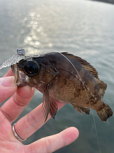 アカメバルの釣果