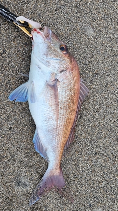 タイの釣果