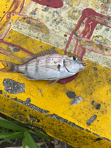 チャリコの釣果