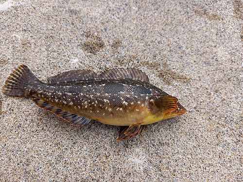 ハゴトコの釣果