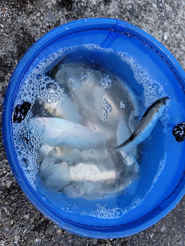 サッパの釣果