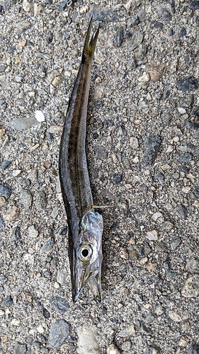 カマスの釣果