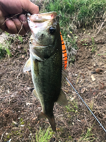 ラージマウスバスの釣果