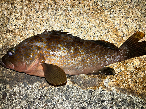 アコウの釣果