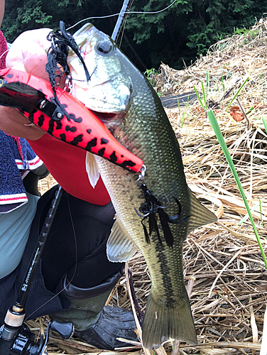 ラージマウスバスの釣果