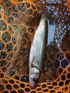 ウグイの釣果