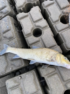 ニゴイの釣果