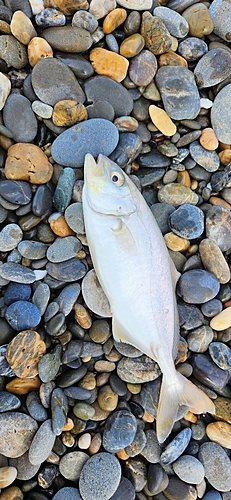 ショゴの釣果