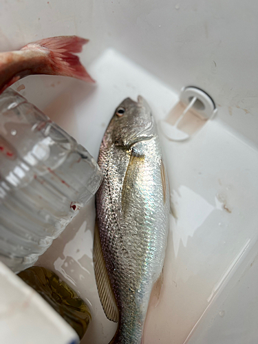 イシモチの釣果