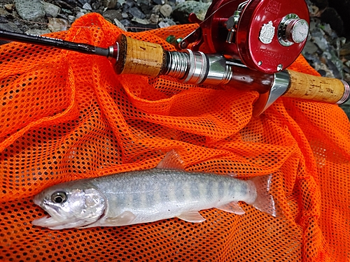 イワナの釣果