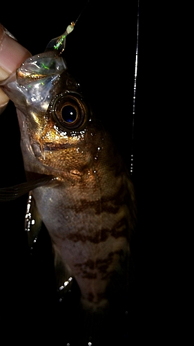 メバルの釣果