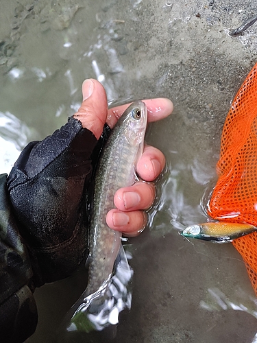 イワナの釣果