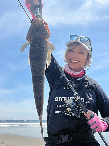 マゴチの釣果