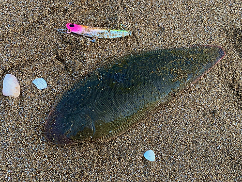 シタビラメの釣果