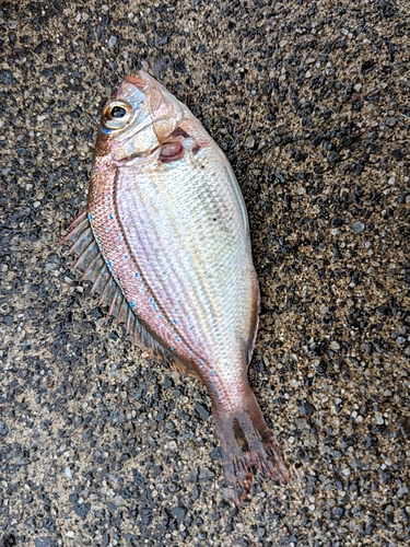 チダイの釣果