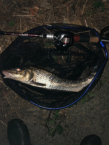 ニゴイの釣果