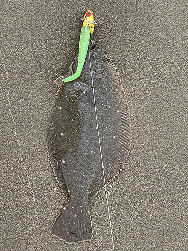 ソゲの釣果