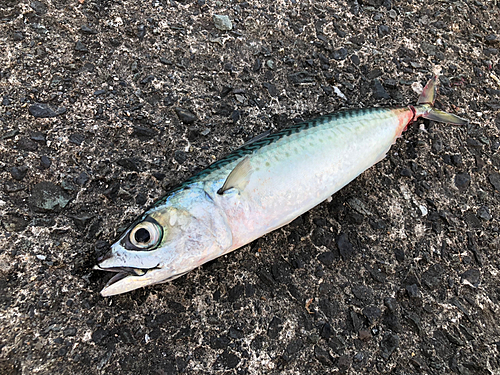 マサバの釣果