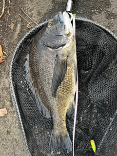 チヌの釣果