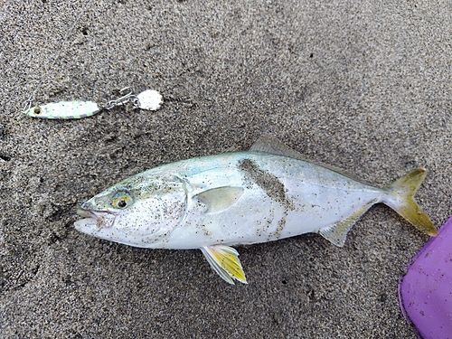 ワカシの釣果