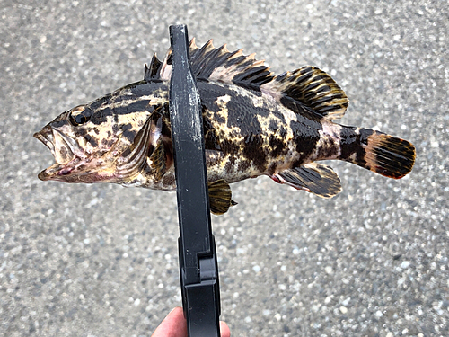 タケノコメバルの釣果