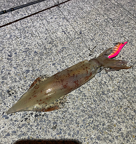 イカの釣果