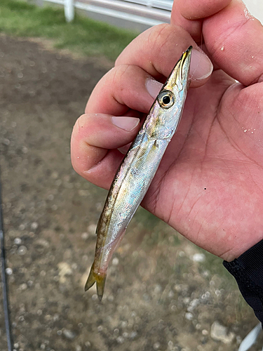 カマスの釣果