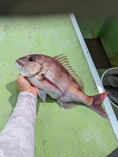 マダイの釣果