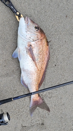 タイの釣果