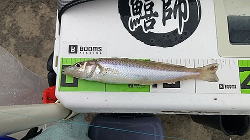 シロギスの釣果